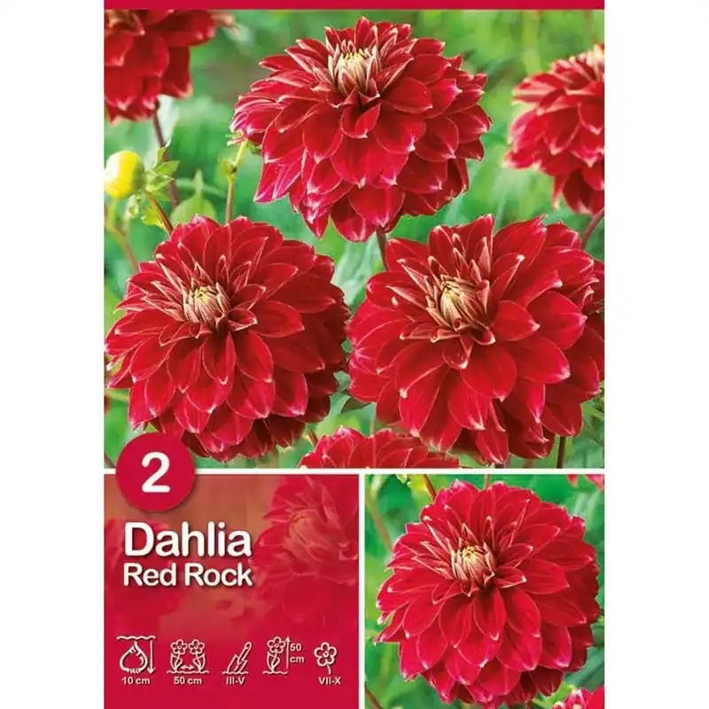 Dalia "Red Rock" Speciale Aanbieding