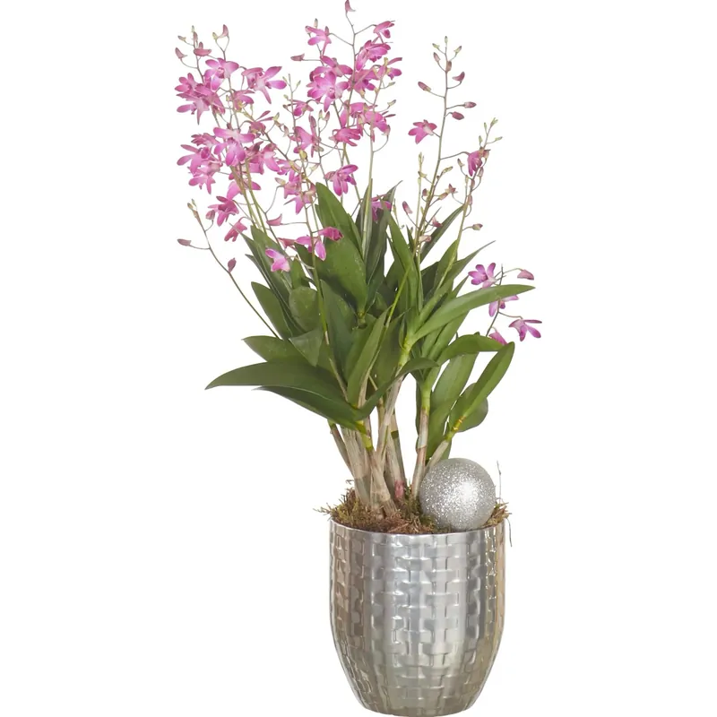 Dendrobium Berry Oda in vaso di cermica Koop Online