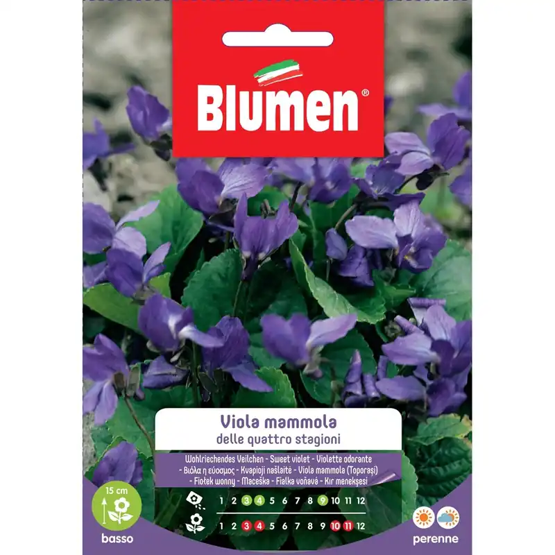 Hoge Kwaliteit Semi Blumen viola Mammola della 4 stagioni