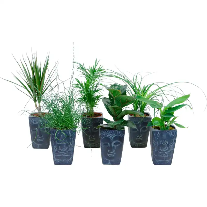 Laatste Kans Piante verdi mix in vaso Buddha Ø 12 cm