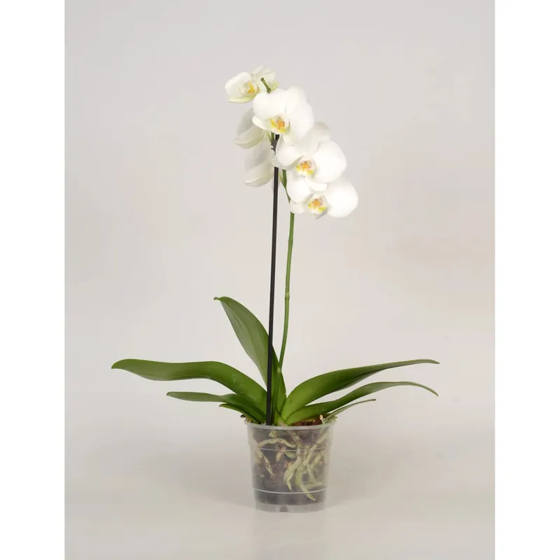 Betaalbaar Orchidea Phalaenopsis 1 ramo Ø 12 cm