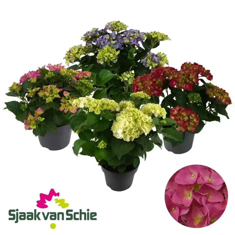 Hydrangea Macrophlla Esterno vaso 23 cm Laatste Versie