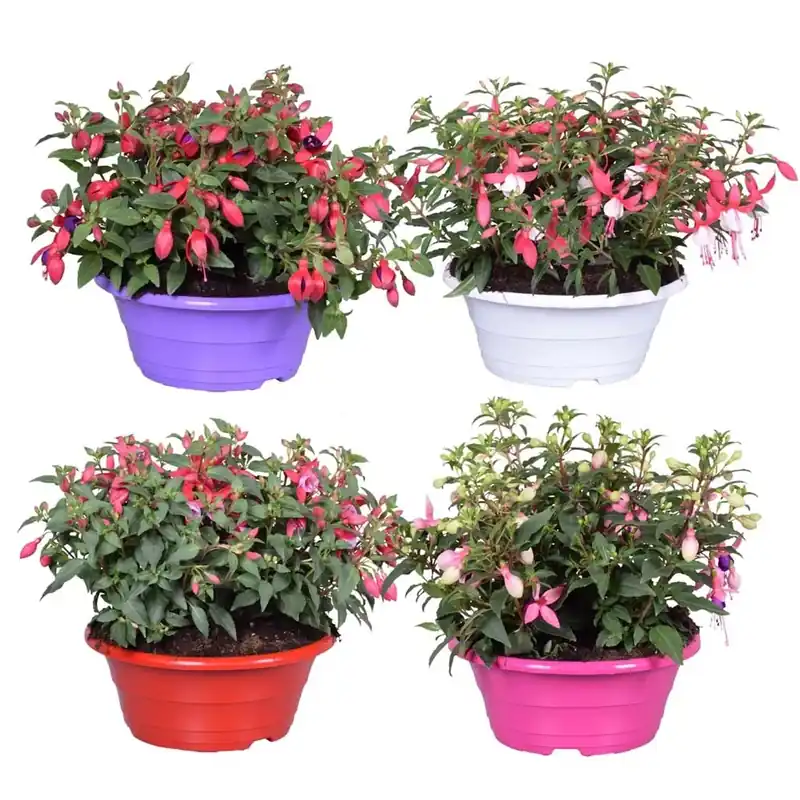 Fuchsia Bella mix vaso 23 cm Gratis Retour