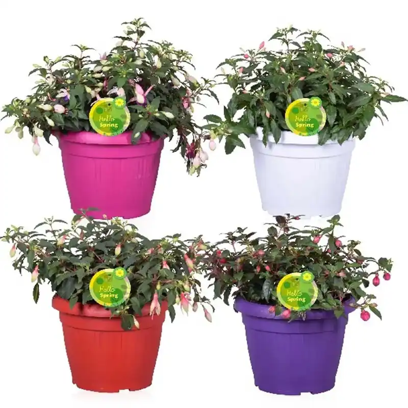 Fuchsia Bella mix vaso 25 cm Rechtstreeks Van De Fabrikant