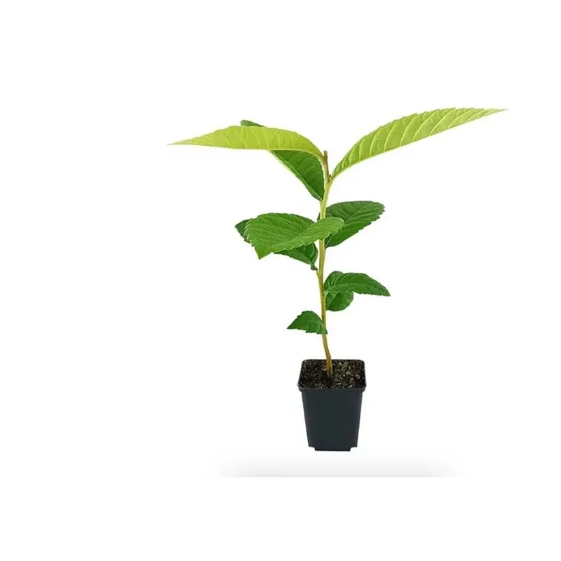 Shop Nu Nespolo mezzofusto vaso 28 cm
