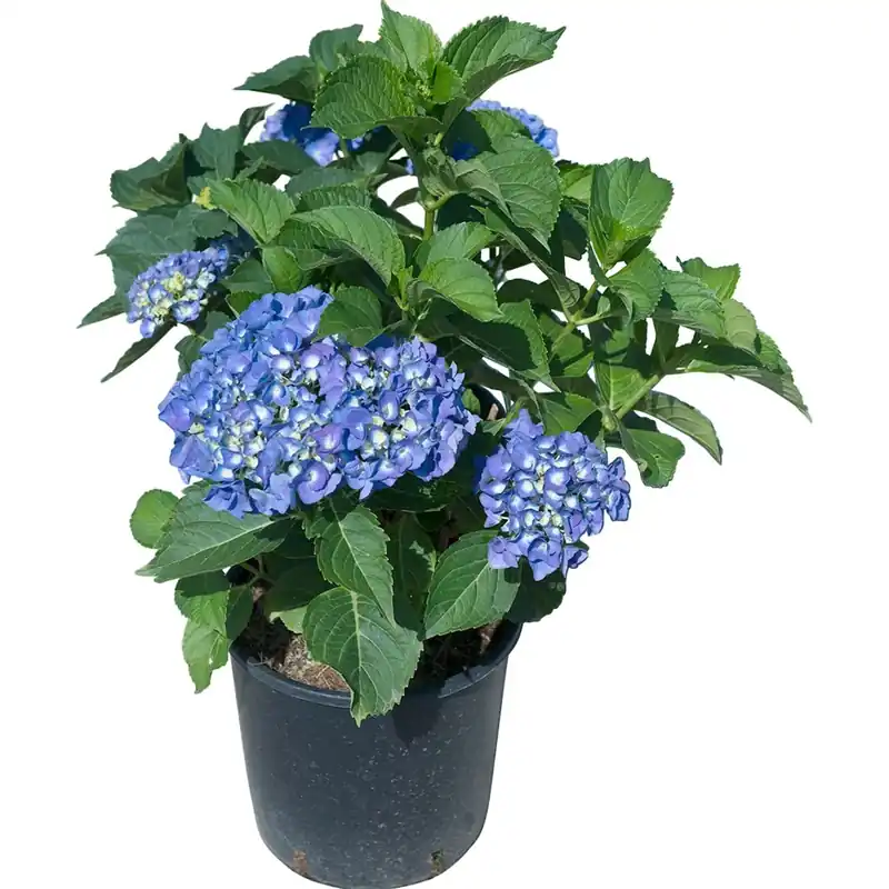 Ortensia Macrophylla Shop Nu