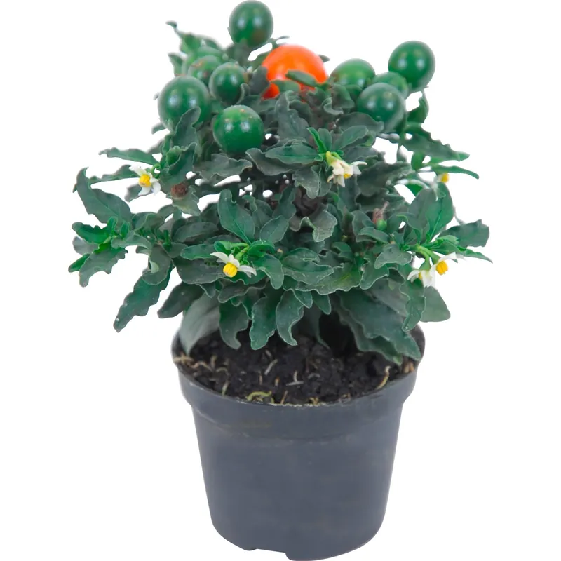 Gecertificeerd Solanum pseudocapsicum