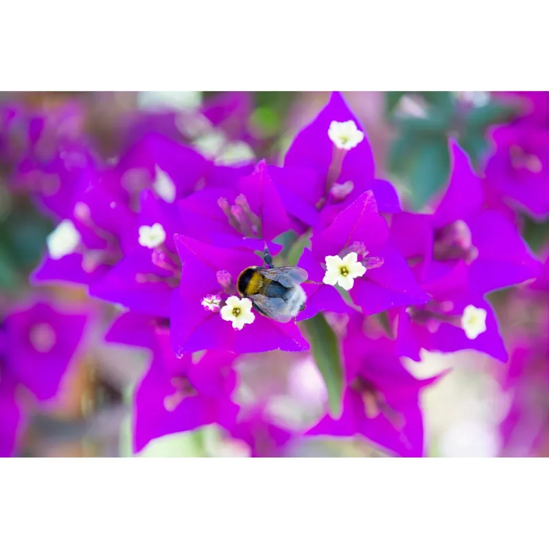 Fabrieksprijs Bougainvillea Glabra Sanderiana forma a palla 80/100 cm
