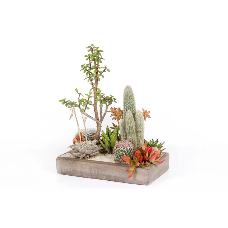 Exclusieve Aanbieding Composizione piante grasse Giardino del Deserto
