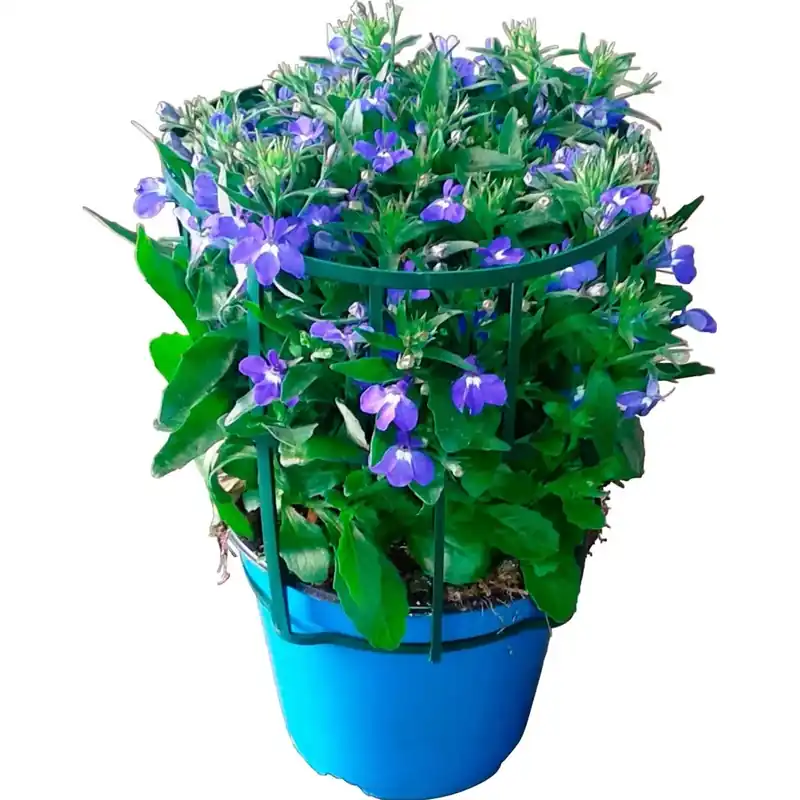 Lobelia in vaso 14 cm Beperkt Aanbod