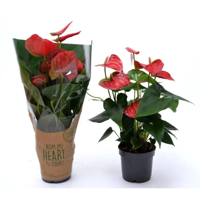 Laatste Versie Anthurium confezionato colori assortiti vaso Ø cm 12