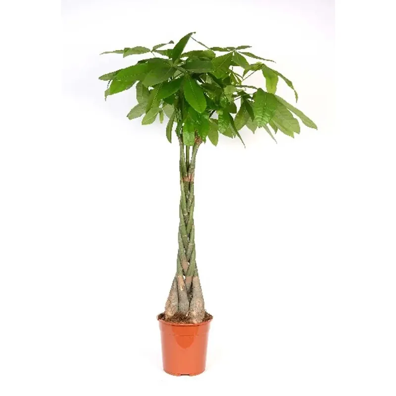 Pachira Aquatica vaso 27 cm Dagaanbieding