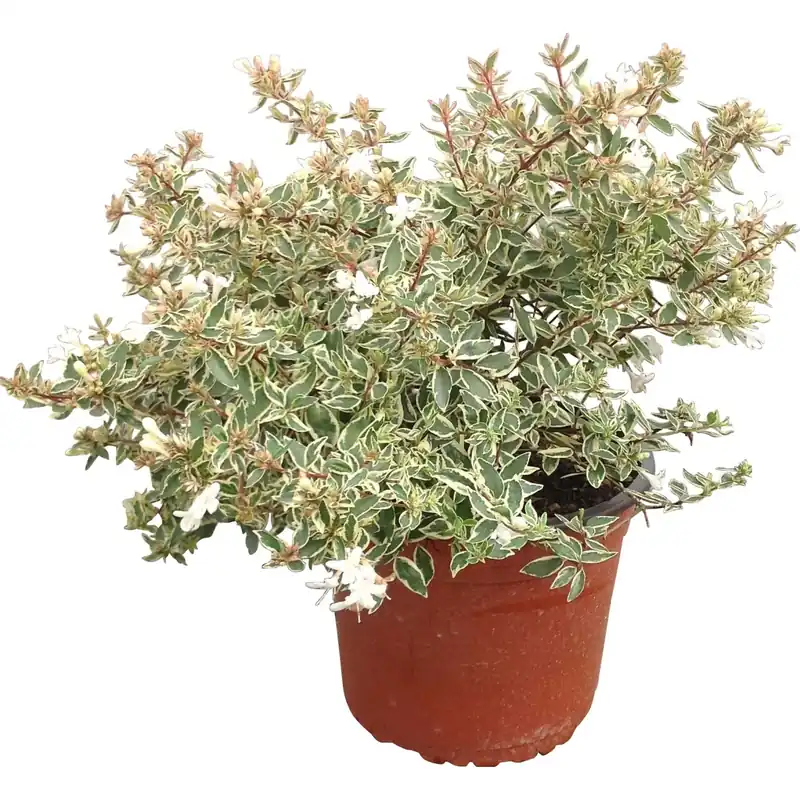 Aanbieding Abelia Conti