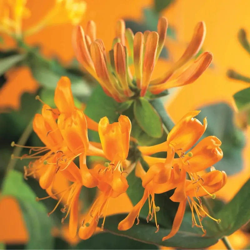 Superprijs Lonicera Tellman Niani vaso Ø 17 cm