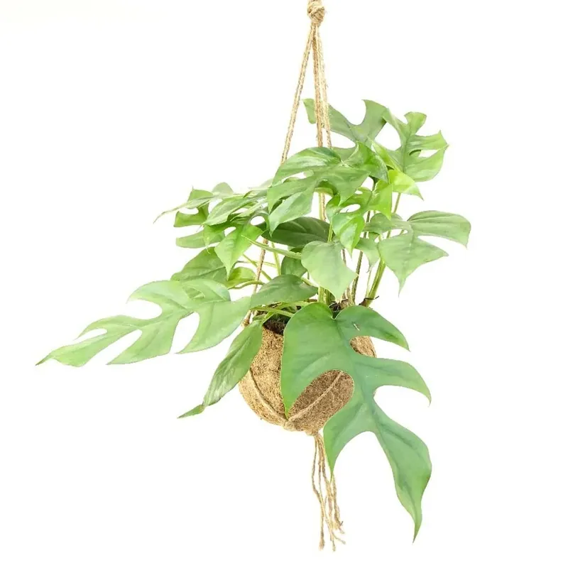 Monstera Deliciosa Kokodama vaso 17 cm Express Levering