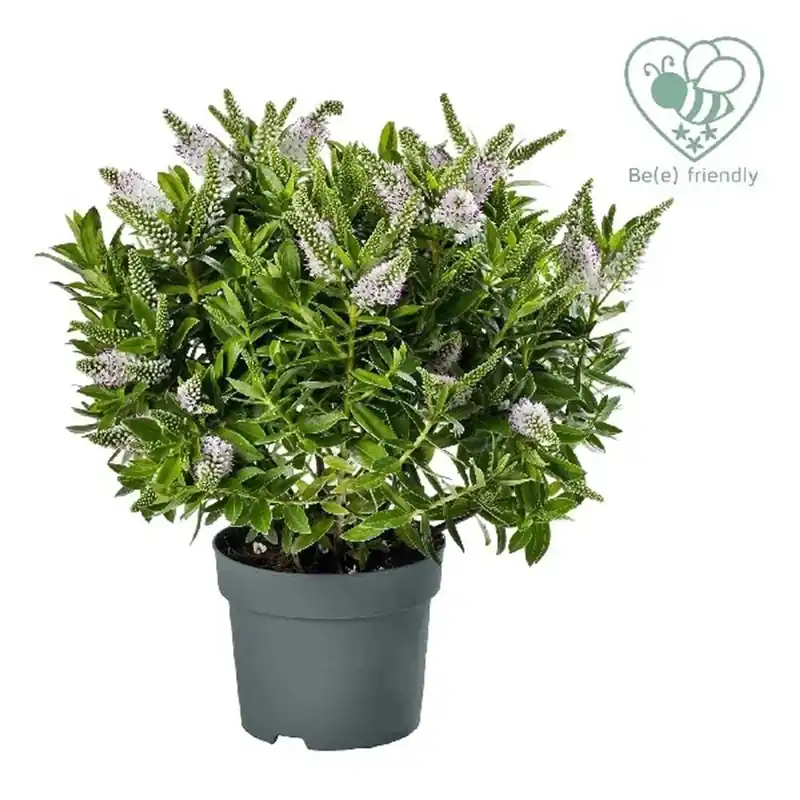Exclusieve Aanbieding Hebe Addenda mix vaso 15 cm