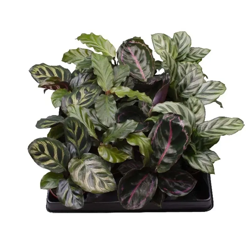 Bestel Nu Calathea Marantha mix vaso 6 cm