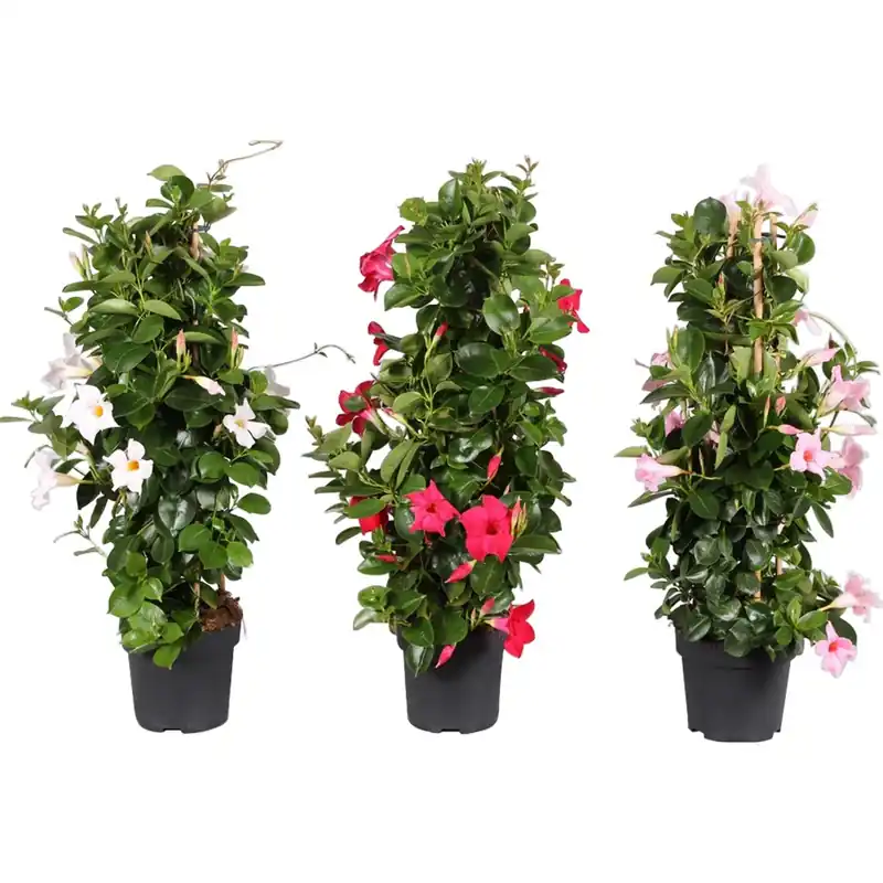 Beperkt Aanbod Soundeville piramide altezza 150 cm