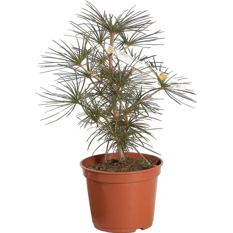 Laatste Versie Sciadopitys verticillata