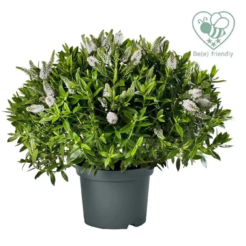 Hebe Addenda mix vaso 23 cm Veilige Betaling
