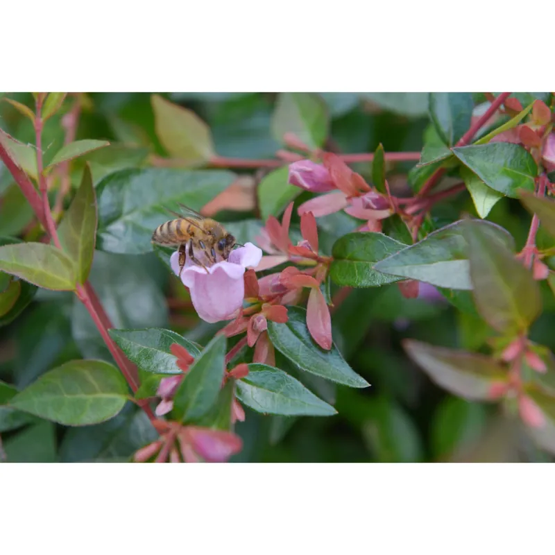 Abelia x grandiflora "Edward Goucher" vaso 3 l Beste Prijs