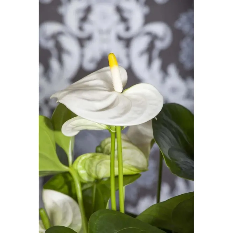 Exclusieve Aanbieding Comp.Anthurium in ceramica vaso 14 cm