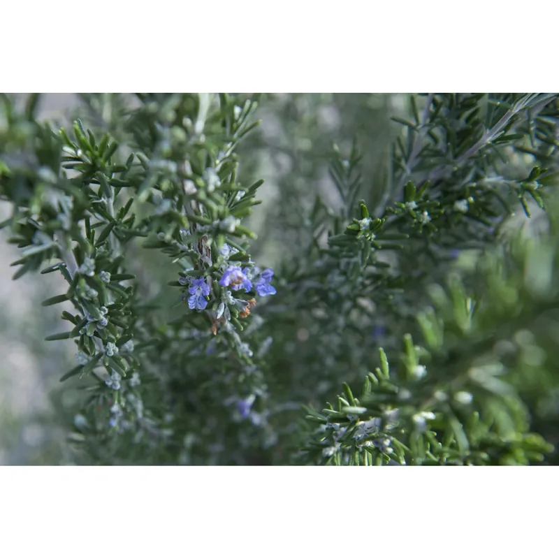 Rosmarino officinalis "Prostratus" cespuglio Fabrieksprijs