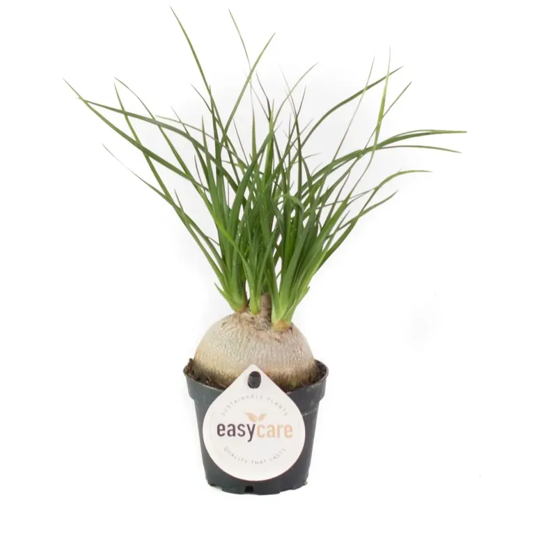 Piante verdi mini Summer EasyCare mix vaso Ø 6 cm Koop Vandaag