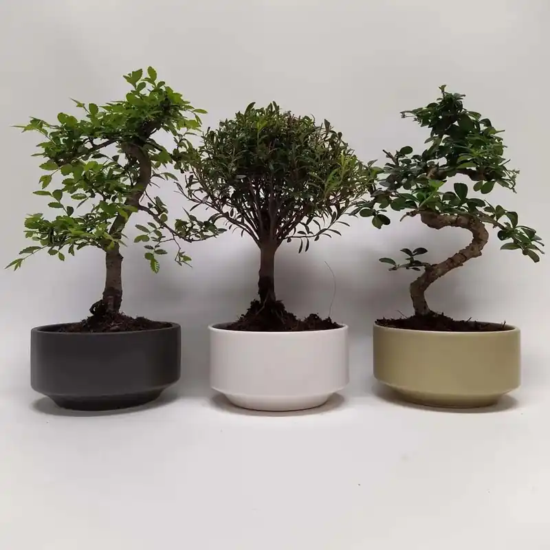 Fabrieksprijs Bonsai mix Pure vaso 15 cm