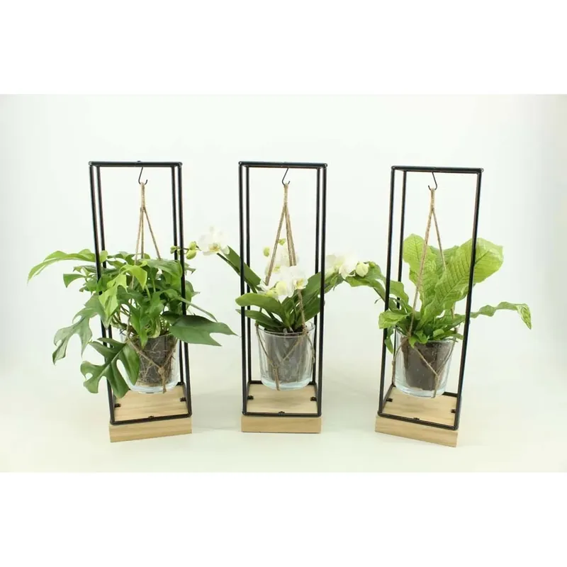 Snelle Levering Composiz.Piante Vaso 15 cm