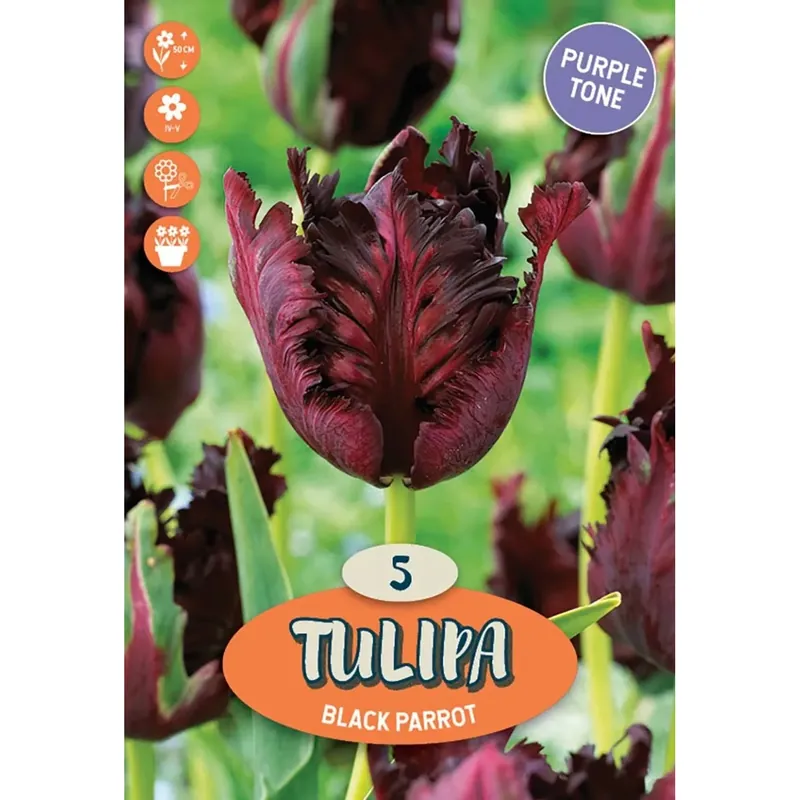 Gratis Retour Tulipano il nero pappagallo viola