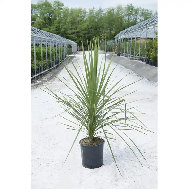 Cordyline australis (Dracaena) h cm 125/150 Express Levering