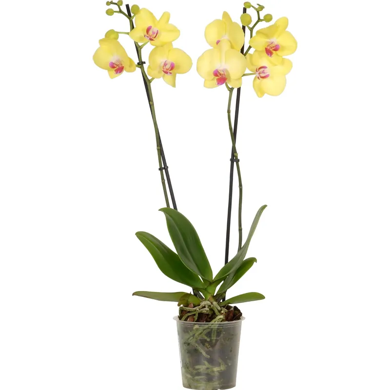 Veilige Betaling Orchidea Phalaenopsis 2 steli giallo vaso Ø 12 cm