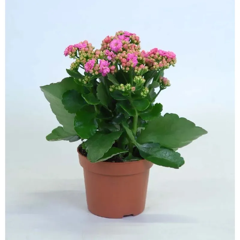 Nu Kopen Kalanchoe Rosa Fiore vaso 12 cm