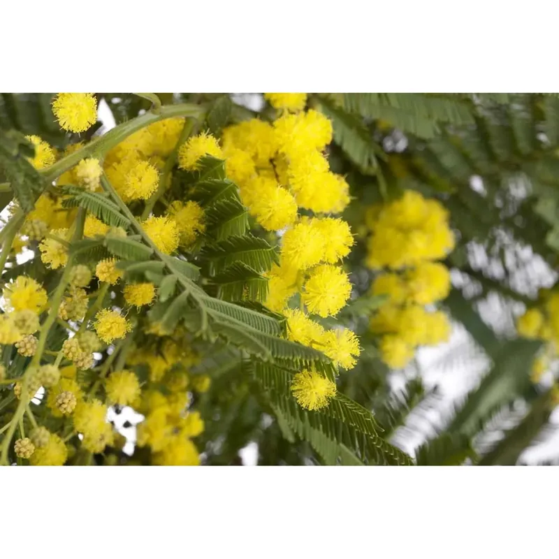 Tijdelijk Beschikbaar Acacia Dealbata mimosa vaso 20 cm