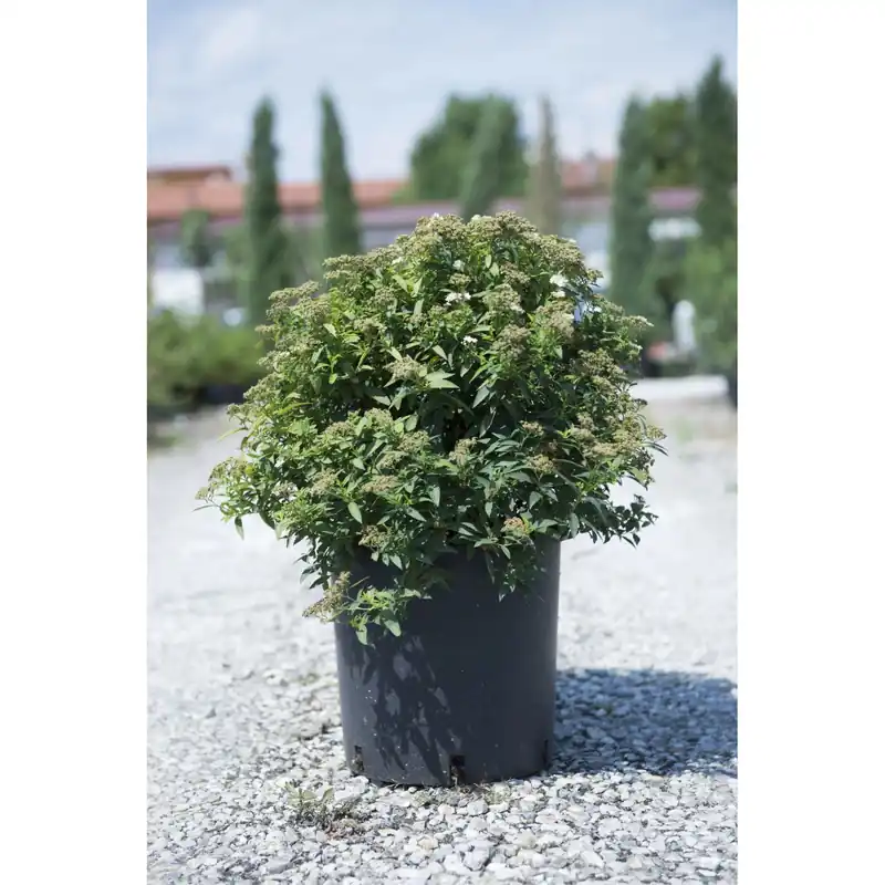 Koop Online Spiraea in varietà