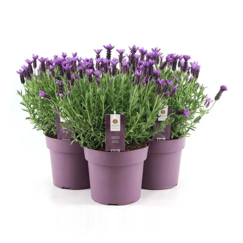Lage Prijs Lavandula Stoechas A Anouk vaso 19 cm