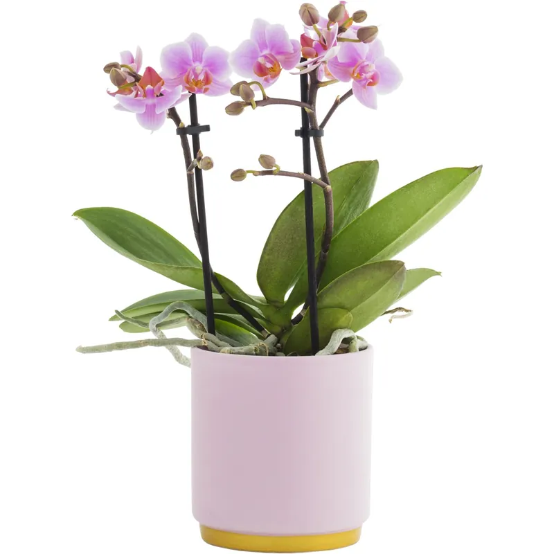 Phalaenopsis 2 Rami Rosa in vaso ceramica rosa Ø 9 cm Bestel Nu