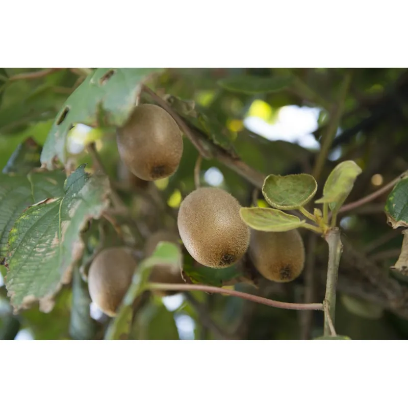 Goedkoop Albero da frutto kiwi maschio-femmina a spalliera