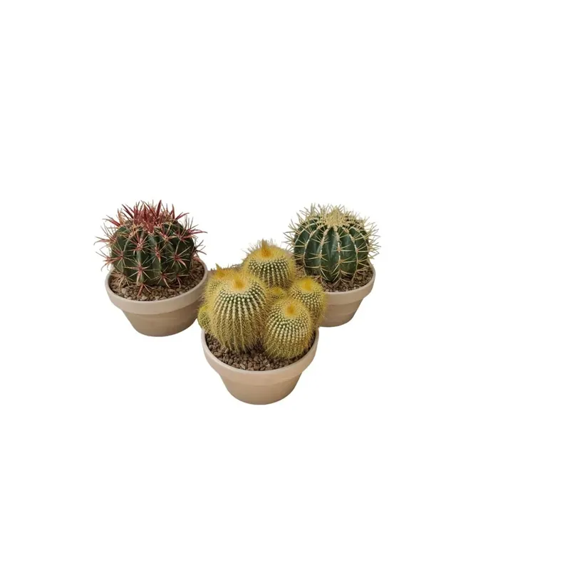 Op = Op Piante grasse crestate in vaso terracotta Ø 21 cm