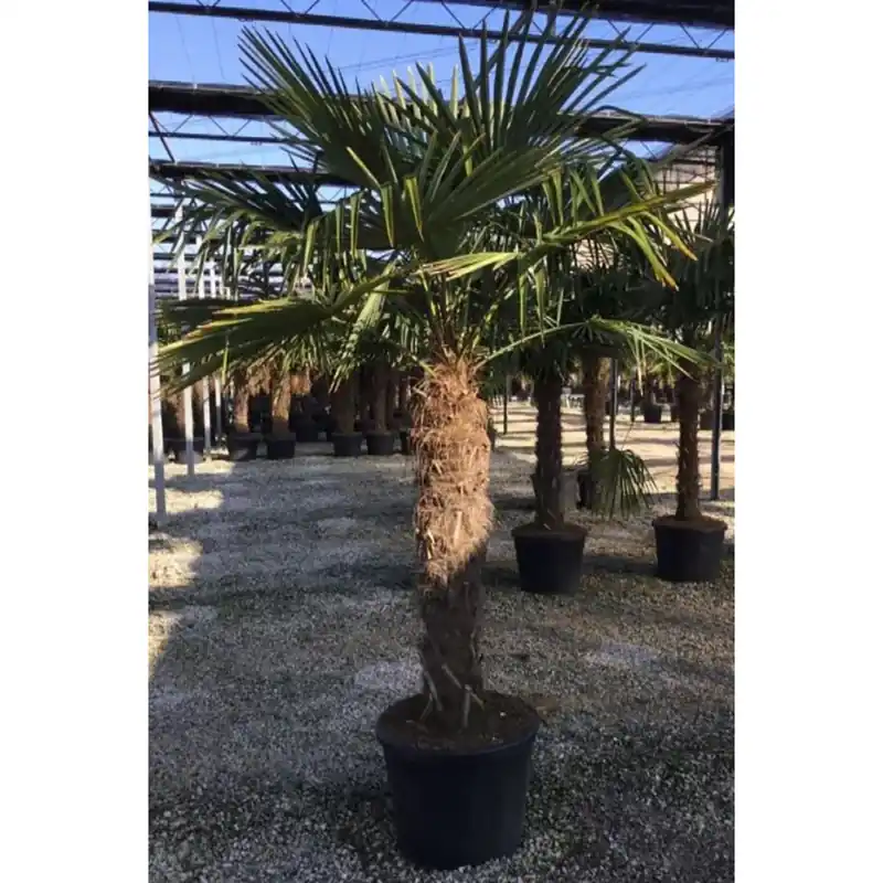 Superprijs Palma nana Chamaerops Trachycarpus fortunei h 120 cm