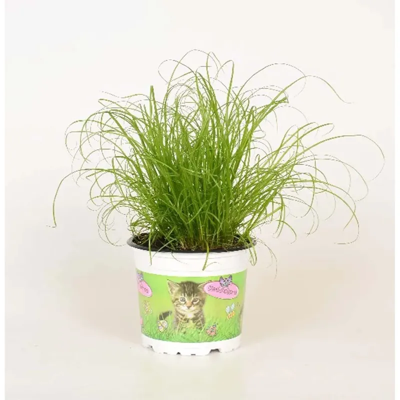 Premium Cyperusalternifoliuszumula In Vaso 12 cm