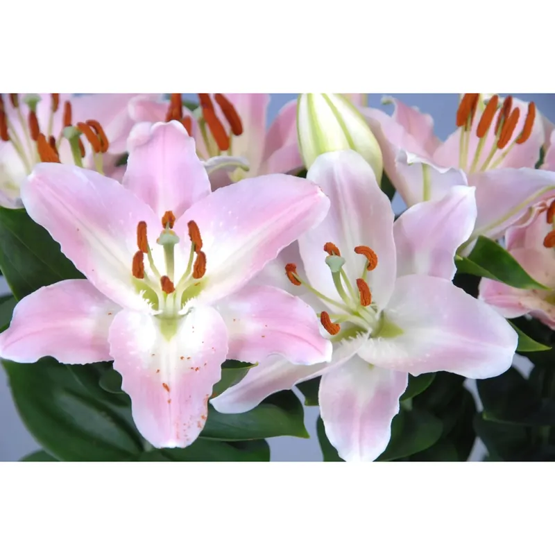 Betrouwbaar Giglio colori assortiti con vaso Ø 19 cm