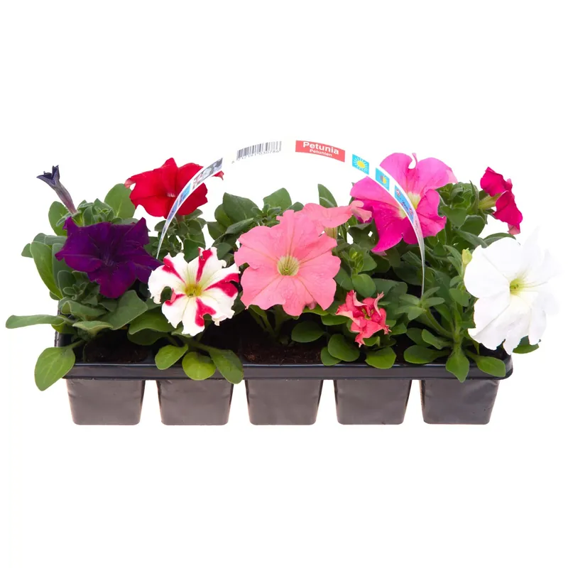 Hete Deal Piante stagionali Mix Clayette