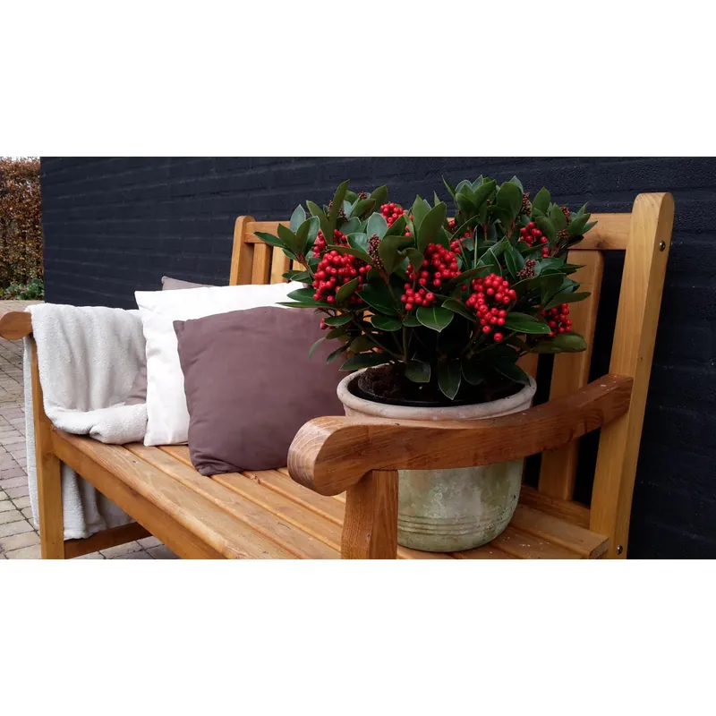 Op = Op Skimmia Japonica Obsession