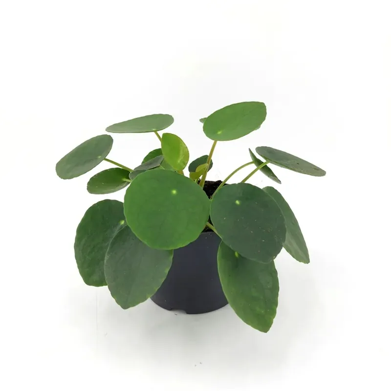 Pianta delle monete Pilea vaso 12 cm Favoriet