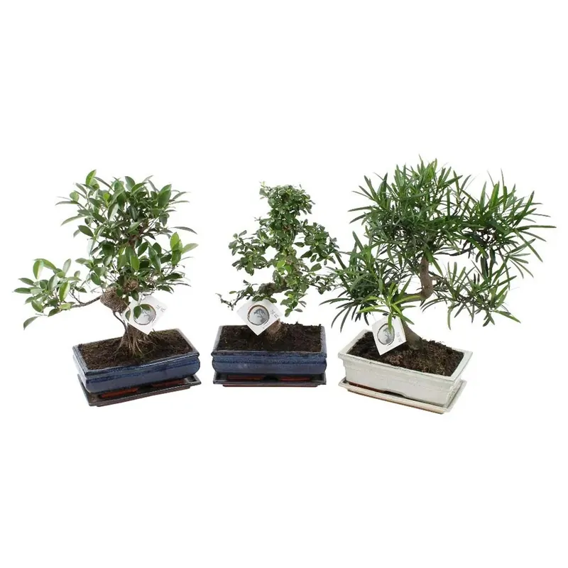 Merkproduct Bonsai in varietà in vaso di ceramica Ø circa 12 cm