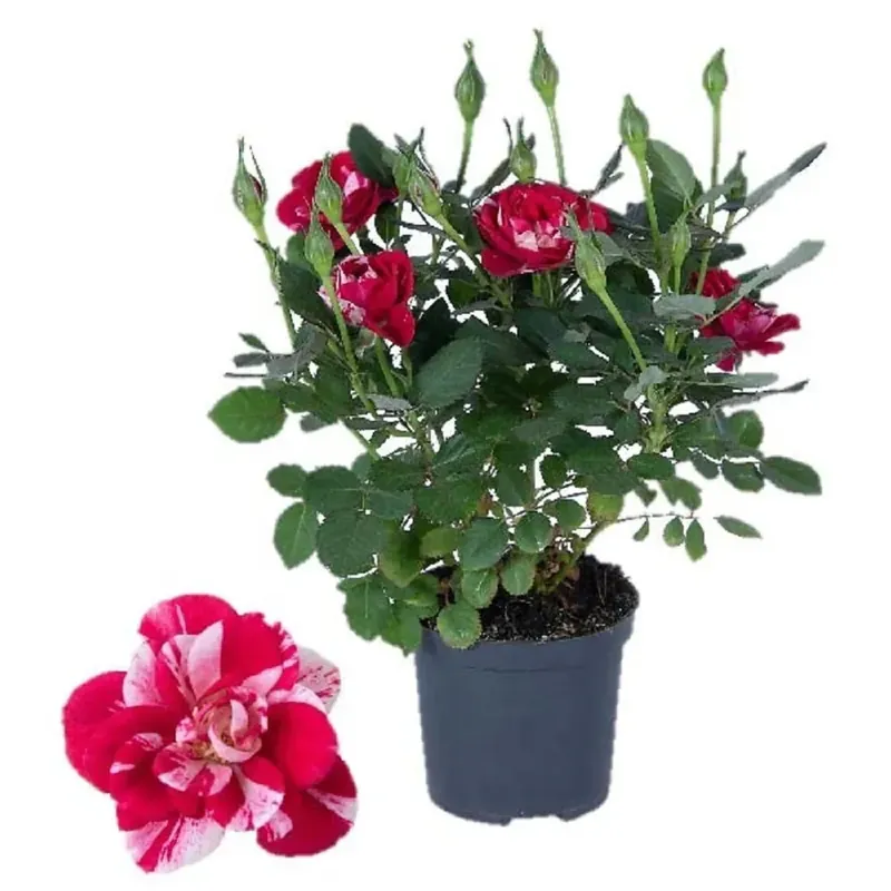 Rosa Party Gigi 2 Colori vaso Ø circa 7 cm Betrouwbaar