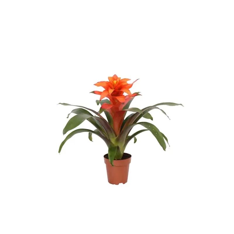 Guzmania Fiero vaso Ø circa 12 cm Koop Online