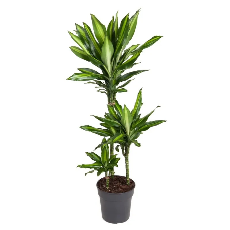 Dracaena sanderiana intrecciata vaso 12 cm Shop Nu